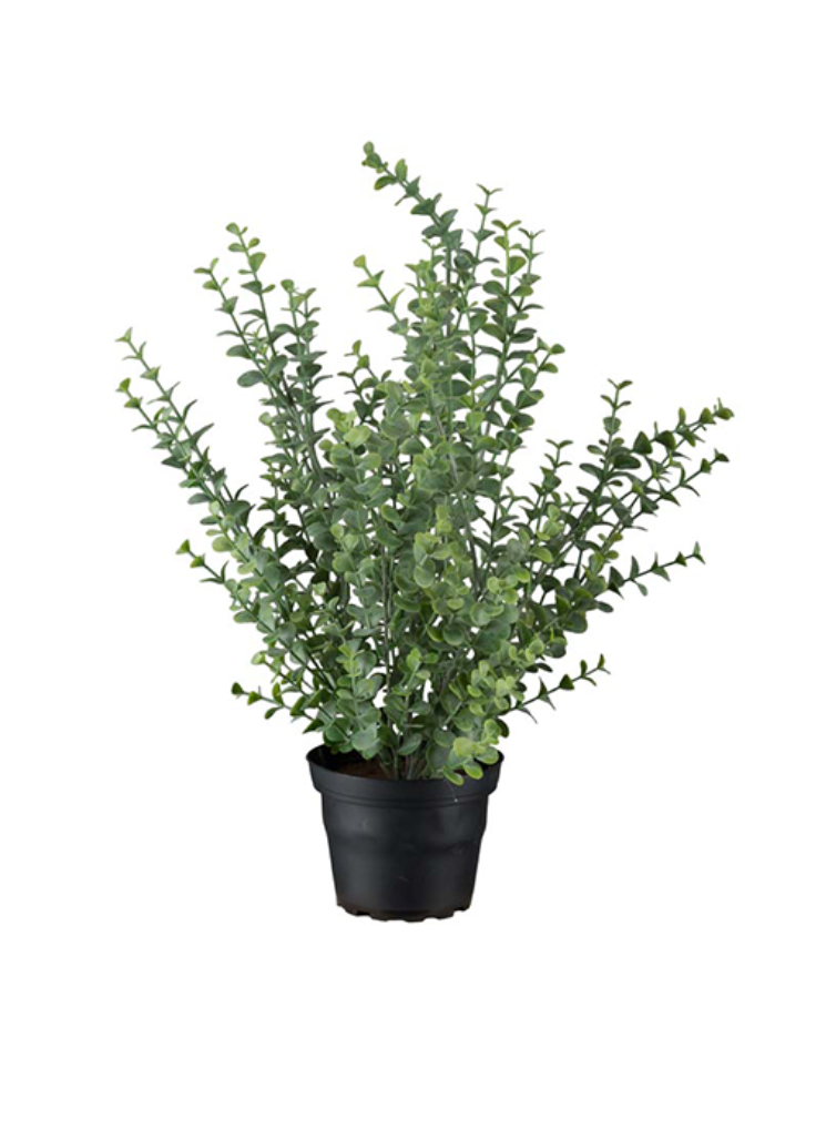 Eucalyptus potte 40cm - Mr.Plant