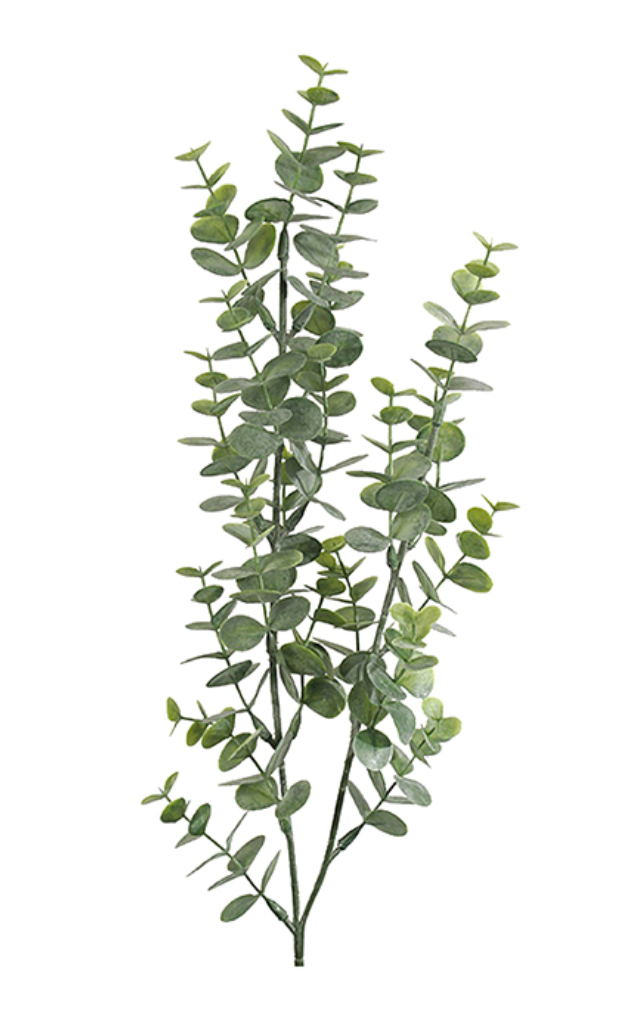 Eucalyptus - Mr.Plant