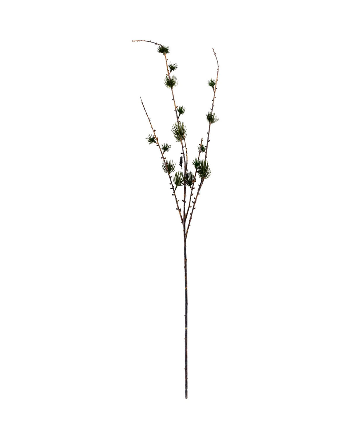 Gren, Larch, Natur