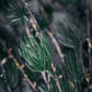 Gren, Larch, Natur