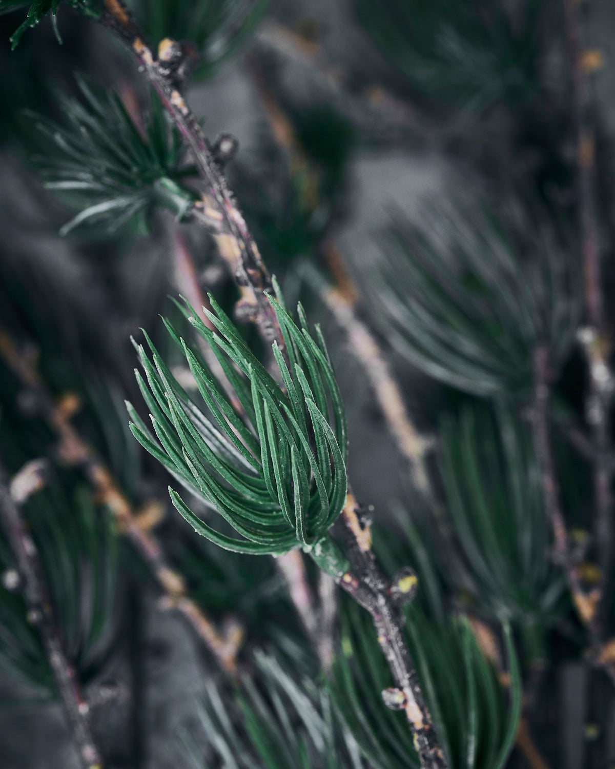 Gren, Larch, Natur