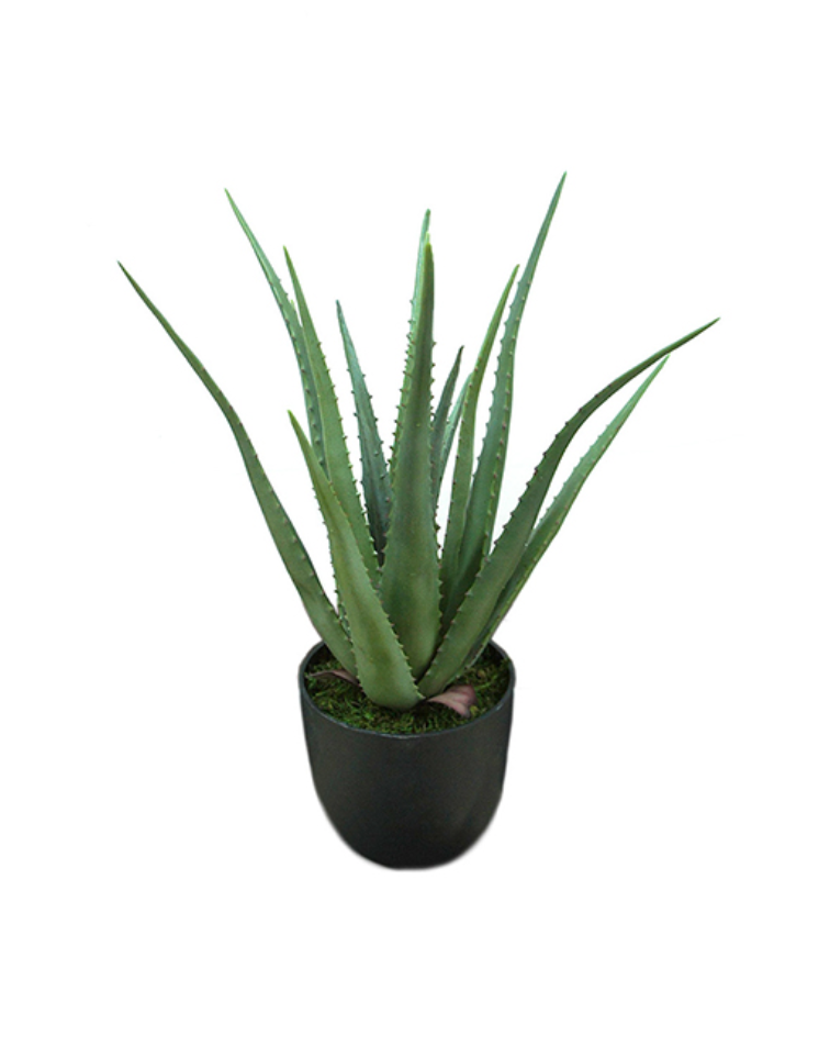 Aloe Vera - Mr. Plant