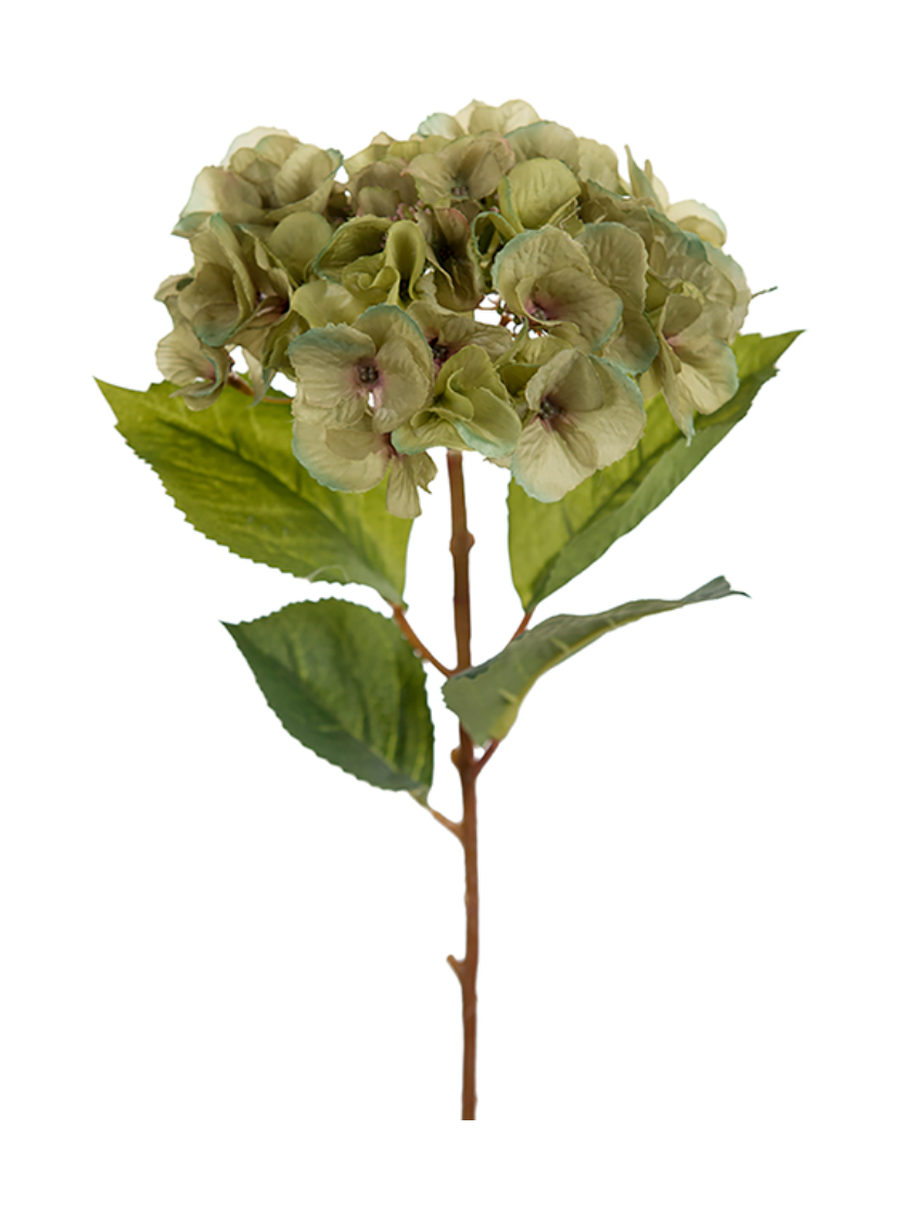 Hortensia 45cm Green - Mr.Plant